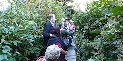 Medicinal Plant hike with a local Herbalist in Monterey 04/01/23