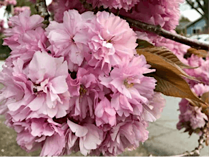 Hanami Picnic under the Cherry Blossoms