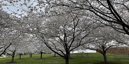 Hanami: Baltimore's Cherry Blossom Picnic