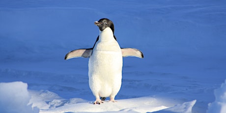 Poppers Penguins!  primary image