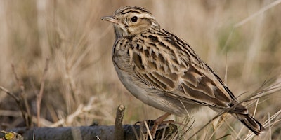 Kijkochtend ‘Vogels’ op Landgoed Stroink primary image