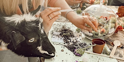 Succulent Terrarium Making with Goats primary image