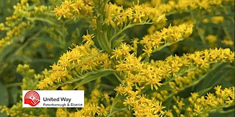 Community Plant Wander- Goldenrods, Asters and Herbs for Autumn