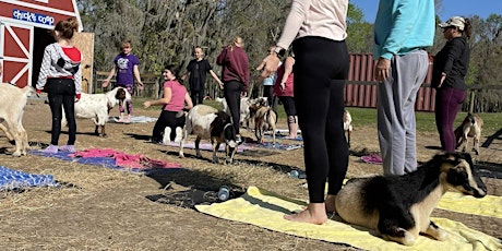 Goat Yoga Lakeland!