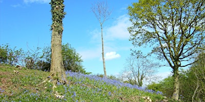 Spring  walk around ancient  woodlands primary image