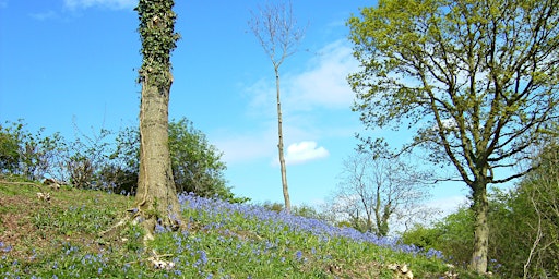 Primaire afbeelding van Spring  walk around ancient  woodlands