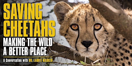 Saving Cheetahs and Making the Wild a Better Place  primärbild