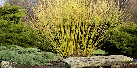 Pruning Shrubs for Beauty, Plant Health, and Wildlife