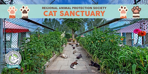Visit the RAPS Cat Sanctuary 2023 primary image
