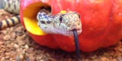 Https%3a%2f%2fcdn.evbuc.com%2fimages%2f47372411%2f141582539457%2f1%2foriginal