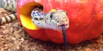 Https%3a%2f%2fcdn.evbuc.com%2fimages%2f47372438%2f141582539457%2f1%2foriginal