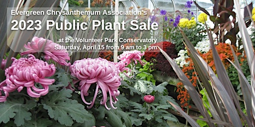 Evergreen Chrysanthemum Association's 2023 Public Plant Sale