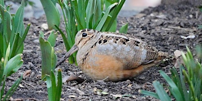 Hauptbild für Woodcock Wander (Porter County)