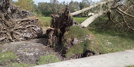 Urban Forest Hurricane Recovery Program primary image