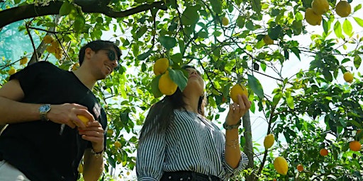 Imagen principal de Lemon Tour in a Sorrento Farm with Harvesting and Limoncello Tasting