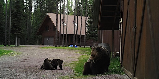 Immagine principale di Bear Aware Presentation with Montana Fish Wildlife and Parks - Kalispell 