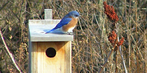 NJ Audubon: Bluebird Nestbox Workshop