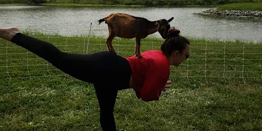 Immagine principale di Goat yoga @ DeMoulin  Museum Greenville IL 