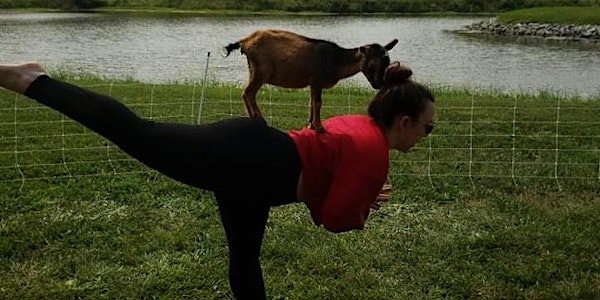 Goat yoga @ DeMoulin  Museum Greenville IL
