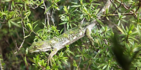 THE WORLD OF LIZARDS WITH AUCKLAND ZOO primary image