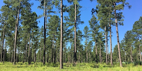 Woodland Series: Pine Management  primary image