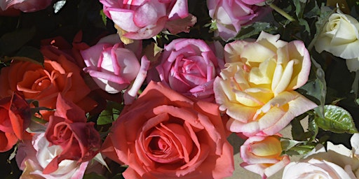 Coffee in the Garden - Roses: Making the Most of Your Beautiful Blooms