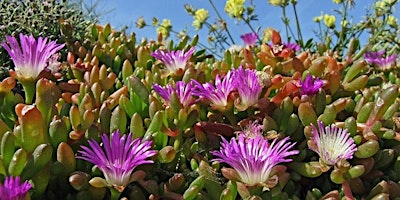 Purple Dew Removal - Love Nature Festival primary image