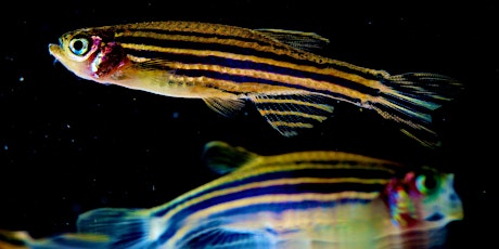 Byte of Science Presents: Tiny Zebrafish Make Big Waves in Cancer Research primary image