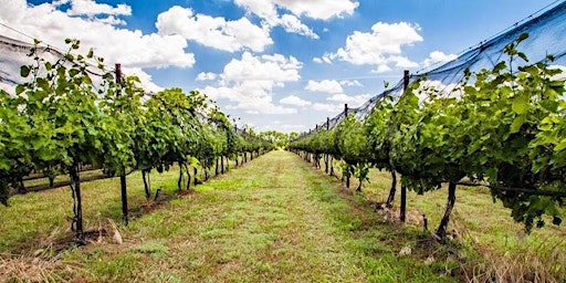 Image principale de Grape Harvest! 10.4.25