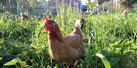 Crop Mob at Regeneration Farms primary image