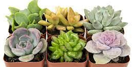 Imagen principal de Succulents with Carol Kincaid