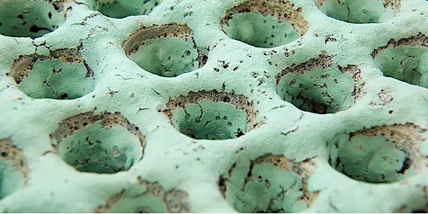 CHILDREN'S CRAFT WORKSHOPS - Clay Creatures