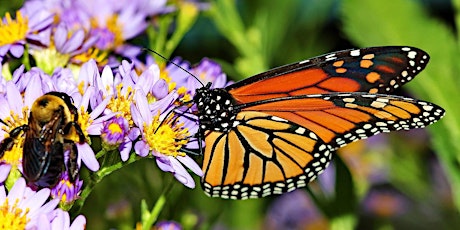 Imagen principal de 'The Pollinators: Bringing Bees & Butterflies to Your Yard'