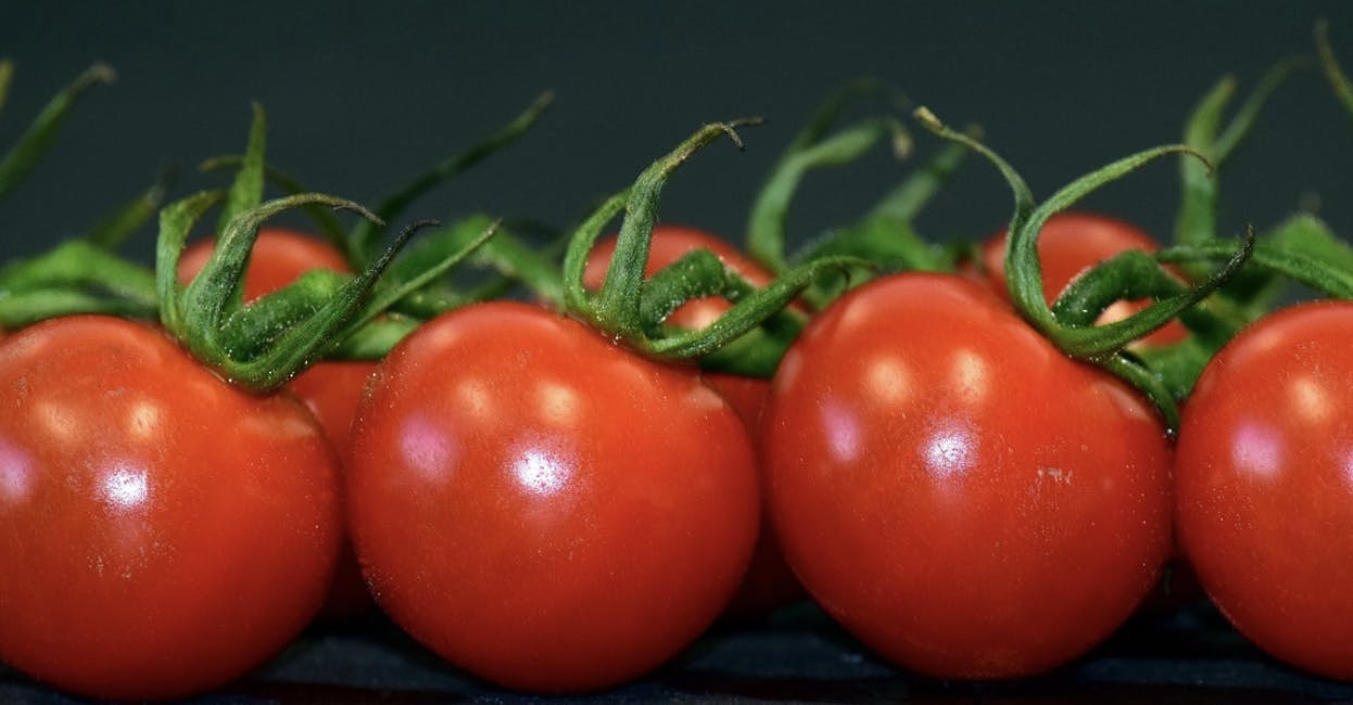 Tuesday September 25: Tomato Throw Show