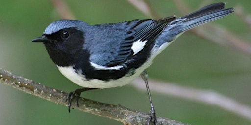 NJ Audubon: Lord Stirling Park Birdwalk primary image