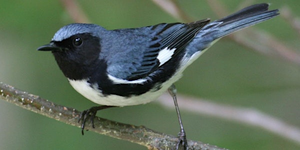 NJ Audubon: Lord Stirling Park Birdwalk