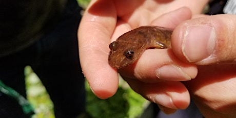 Sleuthing for Salamanders at Siuslaw Model Forest