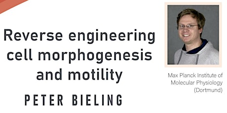 Reverse engineering cell morphogenesis and motility
