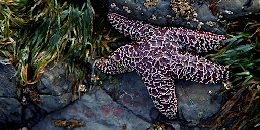 Hauptbild für 2024 WSU Beach Naturalist Training - Snohomish County