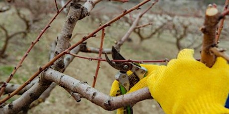 Introduction to Pruning & Grafting Fruit Trees primary image