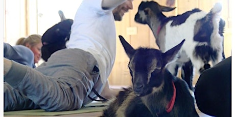 Goat Yoga at Autumn Ridge primary image