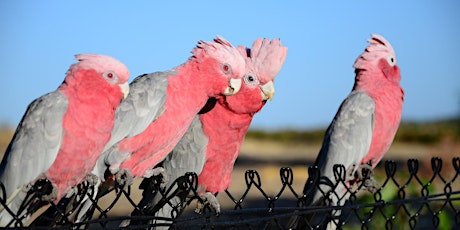 Birds on Farms with Birdlife Australia primary image