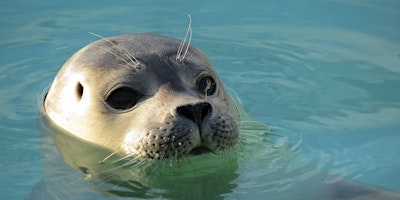ResLife Cornish Seal Sanctuary Trip