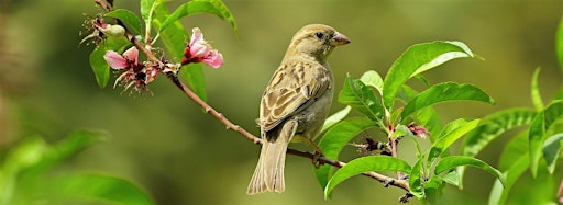 Imagem da coleção para Birds
