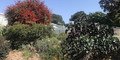 Primaire afbeelding van Benicia & Vallejo Annual Demonstration Food Forest Tour