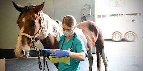 Practical Approach to Equine Neurology