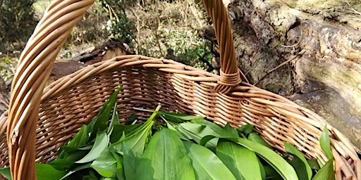 Friday Night Forage & Focaccia - How To Use Wild Garlic In Your Baking