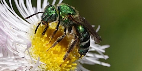 PollinaTours of Green-Wood