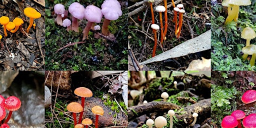 Fungi biodiversity and their roles in our local ecosystems