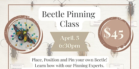 Beetle Pinning Class